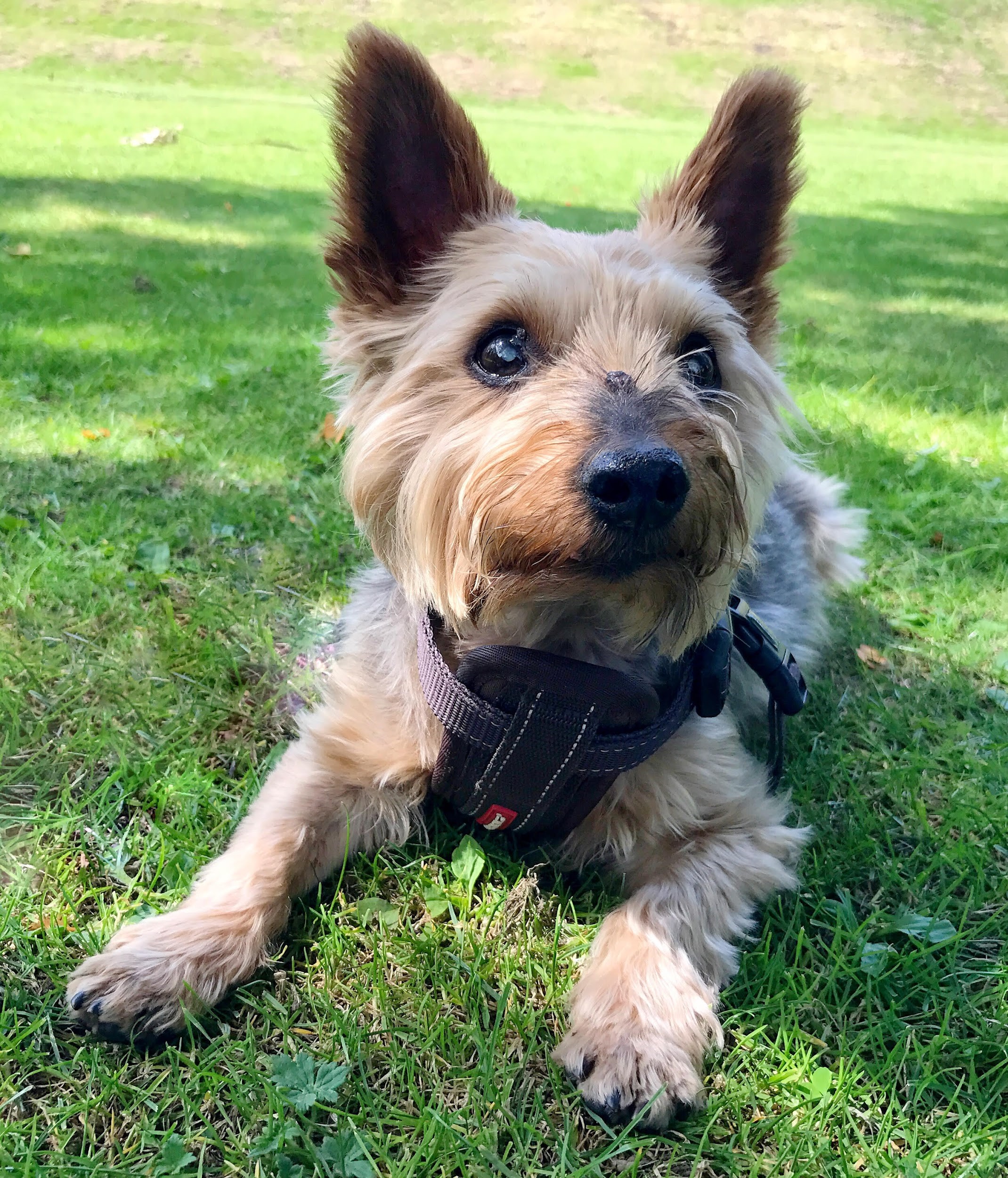 Image of a brown and black yorkshire terrier lying on the grass looking into the camera